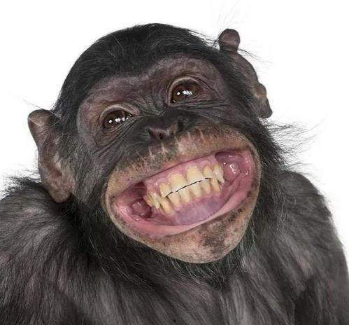 吃哈密瓜变成猩猩视频,揭秘神奇视频背后的科学奥秘