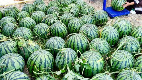 东北人在台湾吃瓜视频,一场别开生面的吃瓜盛宴