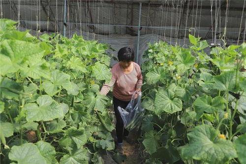 张家坝吃瓜视频,揭秘网络红人背后的故事