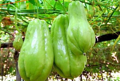 东北大哥吃佛手瓜视频,烹饪技巧大揭秘！