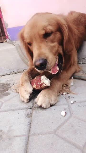 小金毛可以吃土瓜吗视频,揭秘土瓜是否适合狗狗食用