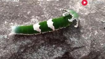 带你吃瓜爆笑动物视频大全,笑料横生！带你领略爆笑动物视频大全