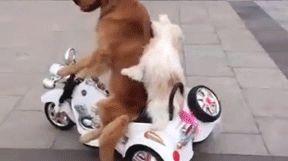 带你吃瓜搞笑遛狗视频,笑料横生！带你领略搞笑遛狗的欢乐时光