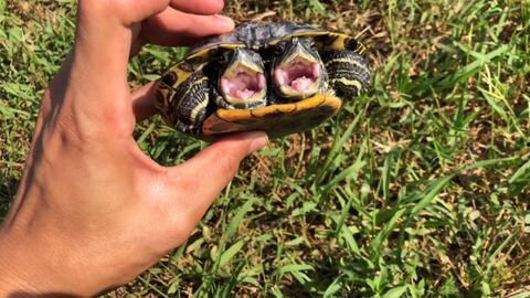 小乌龟吃佛手瓜视频教程,视频教程带你解锁美味新技能