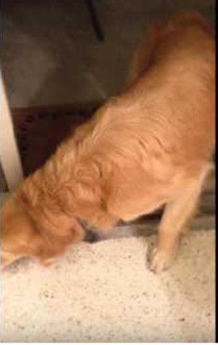 喂狗吃瓜群众视频真实事件,喂狗吃瓜群众视频引发的网络热议