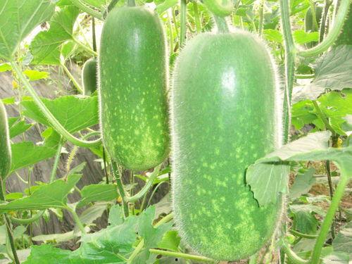 八卦趣事吃瓜视频大全,揭秘吃瓜视频大全背后的精彩瞬间