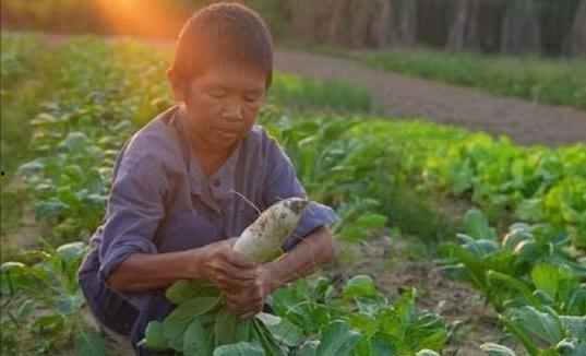 农人吃土瓜视频,农人现场品尝土瓜，感受田园风味