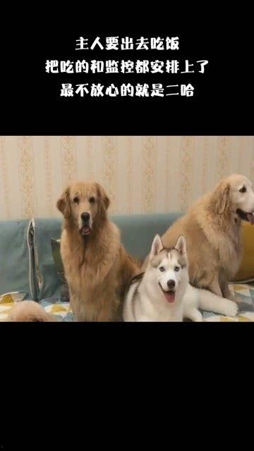 黑犬咬人白犬吃瓜视频在线观看,一场网络视频的意外爆红