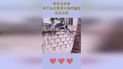 看热闹的吃瓜狗子视频怎么回复,萌态百出