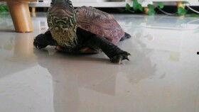 龟吃瓜视频,一场奇妙的龟与瓜的互动之旅