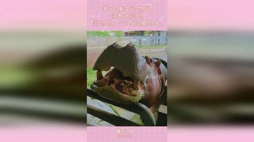 大河马吃瓜动物视频