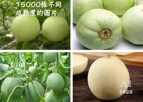 吃瓜网站最新吃瓜视频抖