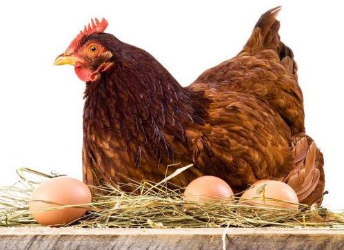 老公鸡吃瓜视频下载,趣味横生的搞笑瞬间