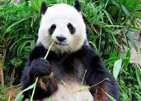 熊猫吃瓜素材视频无水印