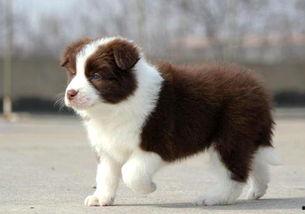 边牧狗可以吃梨瓜吗视频