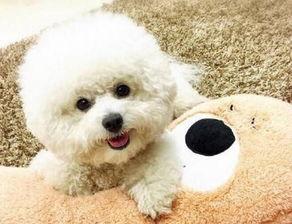 比熊可以吃胶瓜吗视频讲解,胶瓜的适宜性解析