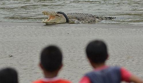 静观吃瓜的视频,揭秘网络热门事件的背后真相