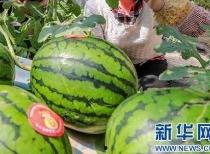 广州吃瓜事件最新消息视频,视频揭露惊人内幕