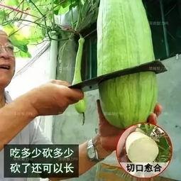 砍瓜能砍了吃吗有毒吗视频